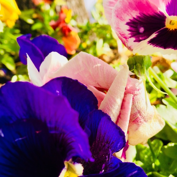 Meet your Posher, Valerie - Picture 1 of 1